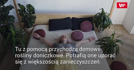 Niedoceniana roślina. Lepiej żeby stała na parapecie w twoim domu