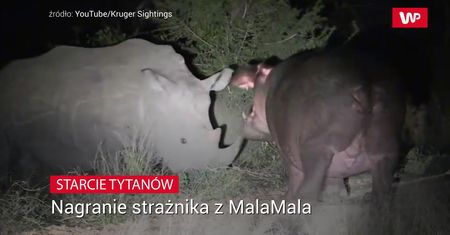 Starcie tytanów. Niezwykłe nagranie strażnika w parku narodowym