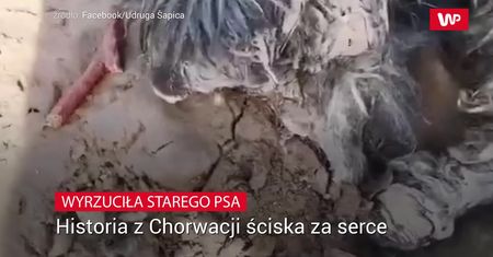 Wyrzuciła starego psa w domu. "Gdzie podziało się człowieczeństwo?"