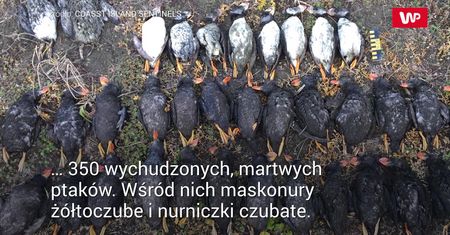 Masowa zagłada maskonurów. Ptaki kolejną ofiara kryzysu klimatycznego