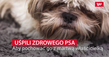 Uśpili zdrowego psa. Ta historia oburzyła cały świat
