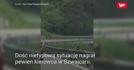 Czaiły się w trawie. Kierowcy zachowali się wzorowo