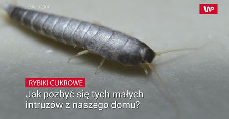 Rybiki cukrowe. Jak pozbyć się ich z naszego domu?
