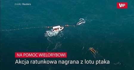 Na pomoc wielorybowi