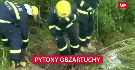 Pytony obżartuchy