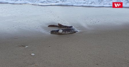 Dziwak na plaży. Wyszedł się poopalać