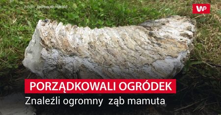 Robili porządki w ogrodzie. Niewiarygodne, co leżało obok doniczki