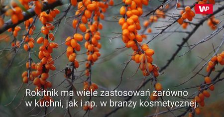 Rokitnik – zdrowotne właściwości