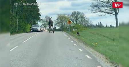 Uwaga, "matka z dzieckiem". Niesamowite nagranie