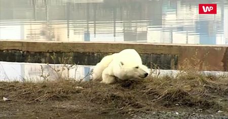 Wygłodzona błądziła po mieście. Do miasta wszedł niedźwiedź po raz pierwszy od 40 lat