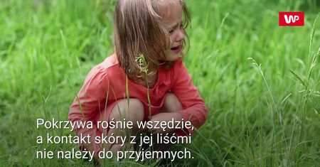 Cudowna pokrzywa
