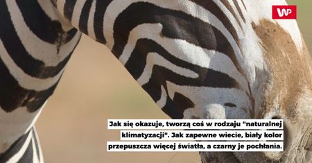 Dlaczego zebry mają paski? I tak nie zgadniesz