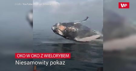Oko w oko z wielorybem