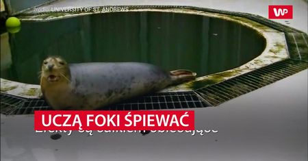 Uczą foki śpiewać