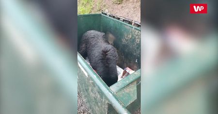 Nakrył niedźwiadka. Reakcja była natychmiastowa