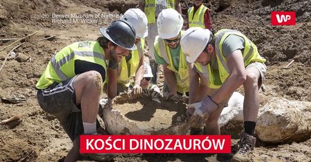 Kości dinozaurów znalezione koło Denver