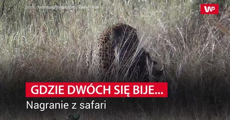 Guziec myślał, że już po nim. Wtedy stało się coś, czego nikt się nie spodziewał