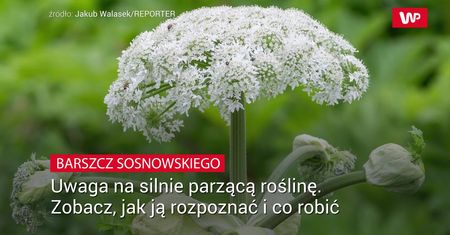 Barszcz Sosnowskiego. Uwaga na silnie parzącą roślinę