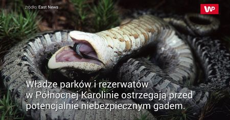 "Wąż zombie". Udaje martwego, żeby zaatakować