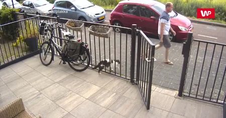 Pies pokłócił się z kotem. Dołączył do nich właściciel