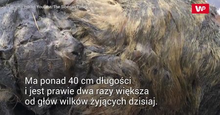 Niezwykłe znalezisko na Syberii. Ogromny wilk z plejstocenu