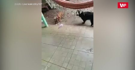 Psy rozprawiły się ze szczurem
