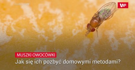 Muszki owocówki. Jak się ich pozbyć domowymi metodami?