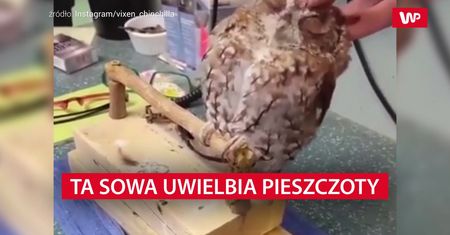 Zamiast cukru, sówka