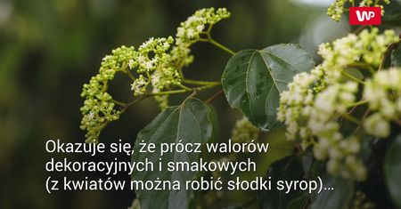 Sposób na kaca. Owoce drzewa rodzynkowego