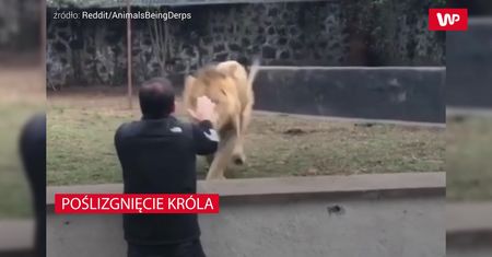 Wpadka króla. Nawet oni czasem tracą swoje dostojeństwo