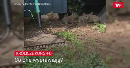 Królicze kung-fu. Komiczne nagranie