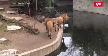 Postawił łapę w złym miejscu. Nagranie z zoo