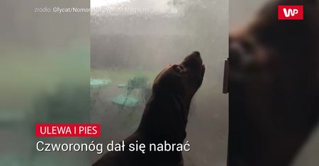 Dał się nabrać. Komiczne nagranie właścicielki