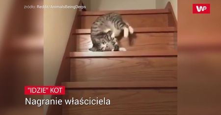 Kot i schody. Nagranie cię rozbroi