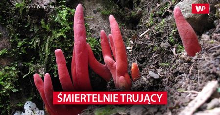 Śmiertelnie trujący. Nie dotykaj pod żadnym pozorem