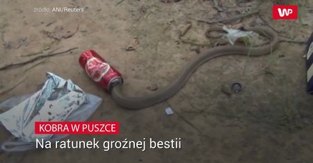 Na ratunek groźnej bestii