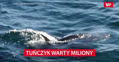 Tuńczyk warty miliony