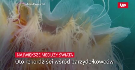 Największe meduzy świata