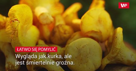 Wygląda jak kurka, ale  jest śmiertelnie groźna
