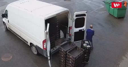 Chciał nagrać liska. Ten wykorzystał okazję