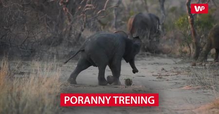 Poranny trening. Zobacz nagranie z Parku Narodowego Krugera