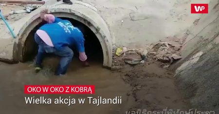 Przypadkowe znalezisko. To największy jadowity wąż na świecie