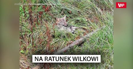 Leżał przy drodze. Gdyby nie pomoc leśnika, czekałby go marny los