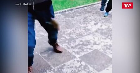 Atak wiewiórki. Świadkowie pękali ze śmiechu