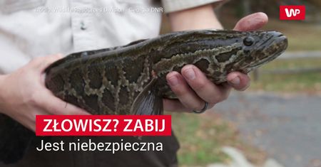 Złowisz? Zabij. Władze USA alarmują