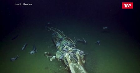 Naukowcy zaniemówili. Oto co odkryli na głębokości 3 km