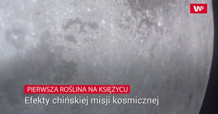 Poza Ziemią wyrosła pierwsza roślina. Zobacz ją z bliska
