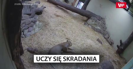 Małe lwiątko uczy się skradania