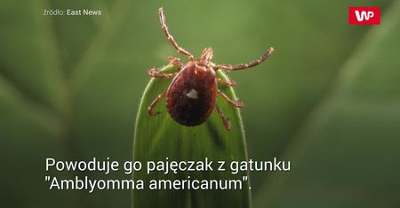 Kleszcze a alergia na czerwonego mięso