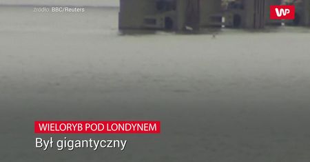 Dostrzegli go w rzece. Zmierzyli go, miał 10 metrów